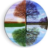 Artaza Dibond Muurcirkel Vier Seizoenen Boom - Ø 60 cm - Wandcirkel - Rond Schilderij - Voor Binnen en Buiten