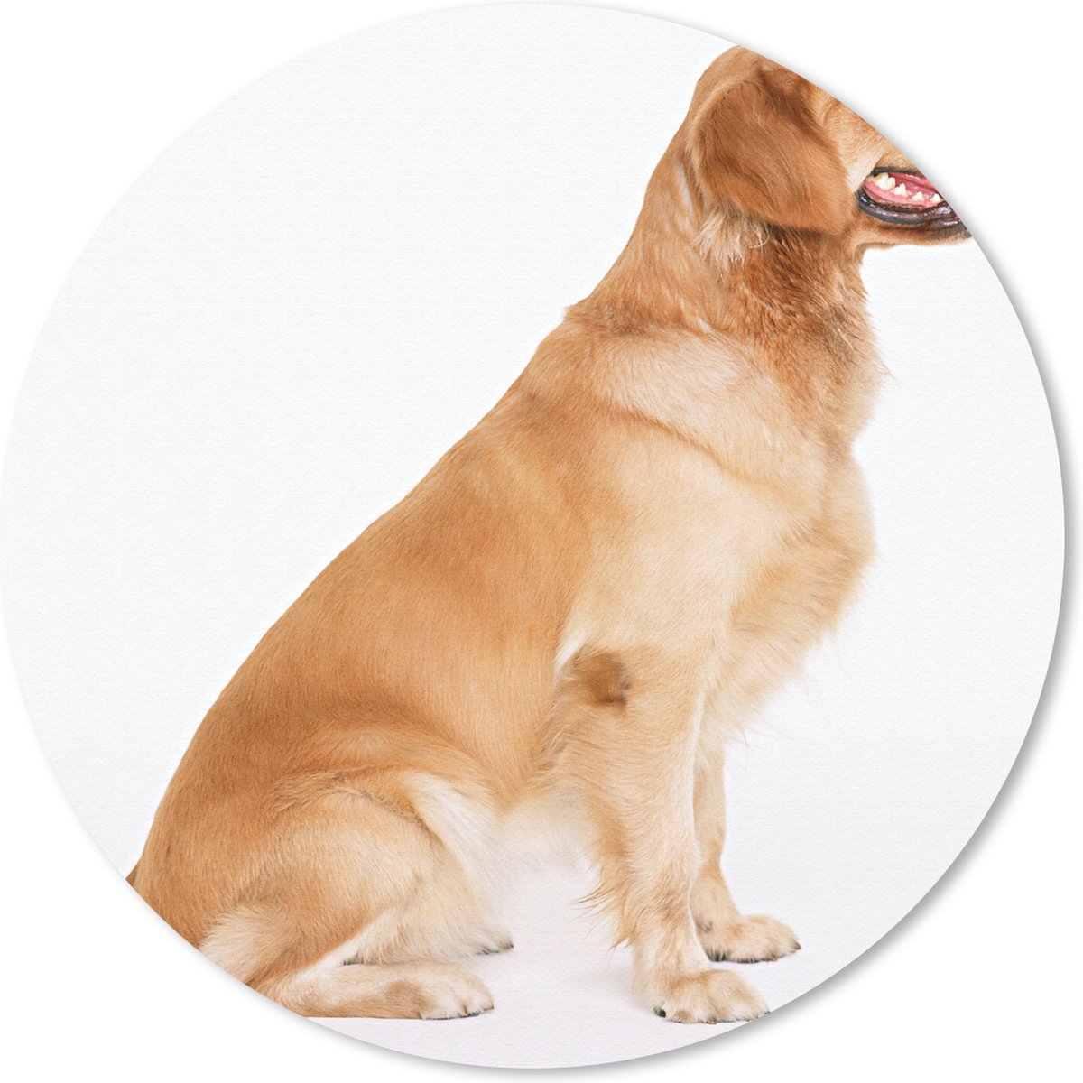 Muismat rond 20x20 cm - Mousepad Zijaanzicht van een zittende Golden Retriever - Ronde muismatten