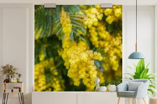 Behang - Fotobehang Gele mimosabloemen - Breedte 240 cm x hoogte 240 cm