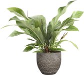 FloriaFor - Anthurium 'Jungle Bush' In Mica Sierpot Carrie (donkergrijs) - - ↨ 55cm - ⌀ 18cm
