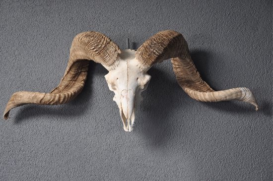 Vtw Living - Ram Schedel Skull - Dierenhoofd - Dierenschedel - 70 cm
