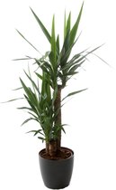 Kamerplant - Yucca - ↑ 90-45-20 - inclusief antraciete pot