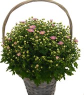 Roze Bolchrysant in 19cm pot. Leuk voor de herfst