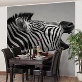 Vliesbehang 4 afmetingen Rawling Zebra 192*192 cm