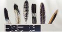 Zes papieren boekenleggers in de vorm van veren met natuurlijke patronen: zwart, bruin, grijs, zwart met spikkels.