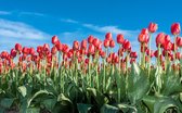 Tuinposter | Tuindoek - Rode Tulpen (120x70cm)