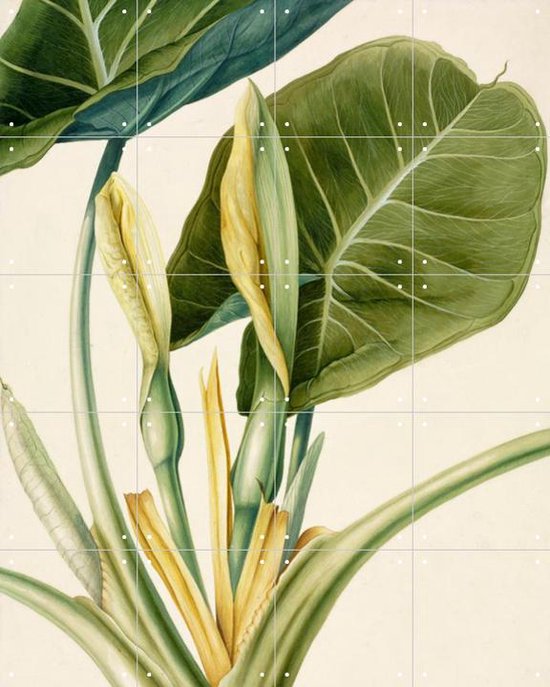 IXXI Colocasia esculenta - George Dionysius Ehret - Wanddecoratie