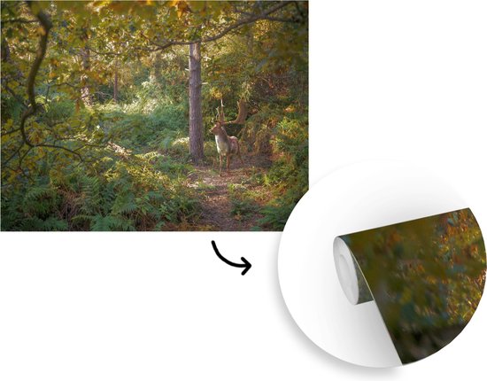 Papier peint Papier peint photo en vinyle - Cerf marchant dans une forêt en automne largeur 360 cm x hauteur 260 cm - Tirage photo sur papier peint (disponible en 7 tailles)