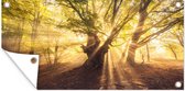 Tuinposter - Boom - Tuin - Bos - Zon - Wanddecoratie - 80x40 cm - Tuindoek - Tuindecoratie