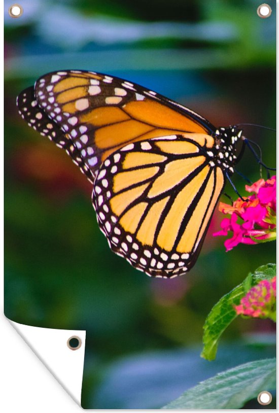 Affiche de jardin - Papillons - Fleurs - Rose - Flora - Décoration de jardin - 80x120 cm - Toile jardin - Tableau jardin