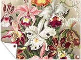 Tuinposter - Tuin - Bloemen - Kunst - Vintage - Schuttingdecoratie - Ernst Haeckel - 40x30 cm - Tuinschilderij - Wanddecoratie - Tuindoek - Buitenposter