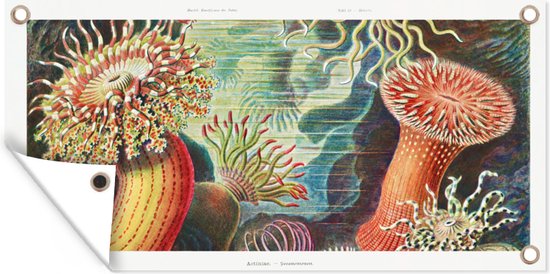 Tuinposter - Schuttingdecoratie - Retro - Kunst - Koraal - Ernst Haeckel - Tuindecoratie - Tuin - 160x80 cm - Tuindoek - Buitenposter