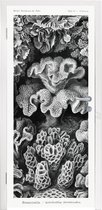 Deursticker Kunst - Koraal - Ernst Haeckel - Oude meesters - Natuur - 95x235 cm - Deurposter