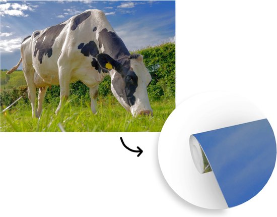 Une vache frisonne broutant par une journée d'été ensoleillée papier peint photo vinyle largeur 375 cm x hauteur 280 cm - Tirage photo sur papier peint (disponible en 7 tailles)