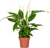 Spathiphyllum 'Torelli' - Lepelplant - Kamerplant - Luchtzuiverend - ⌀12 cm - 35-45 cm