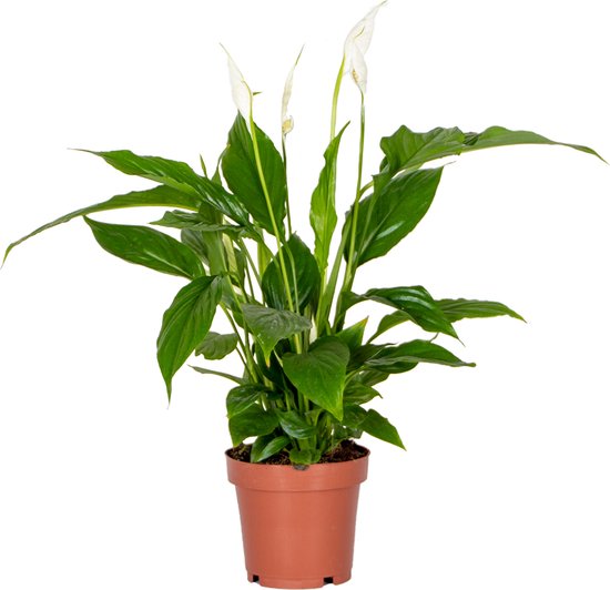 Sada Geef rechten marmeren Spathiphyllum 'Torelli' - Lepelplant - Kamerplant - Luchtzuiverend - ⌀12 cm  - 35-45 cm | bol.com
