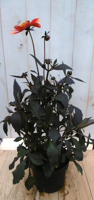 Zwarte Dahlia kopen: Moonfire met rode bloem 40 cm