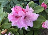 Rhododendron (t) ' Albert Schweitzer' 40-50 RHODODENDRON