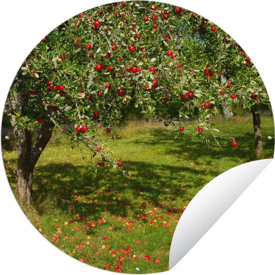 Garden Circle Fruit - Arbre - Pomme - 60x60 cm - Affiche Ronde de Jardin - Extérieur