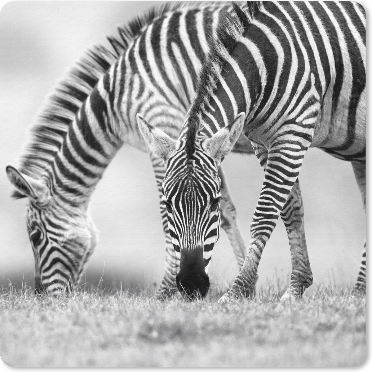 Muismat XXL 50x50 cm - Bureau onderlegger - Bureau mat Grazende zebra's - Bureaumat - Gaming mousepad xl - Bureaulegger groot - Computer deskmat