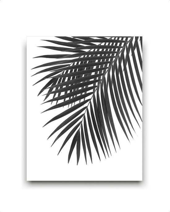 Schilderij  Tropisch palmboom blad rechts - Zwart / Wit / Zwart / Wit / 50x40cm