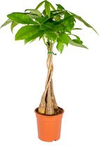 Pachira Aquatica - Geldboom - Kamerplant - Onderhoudsvriendelijk - ⌀19 cm - 75-85 cm