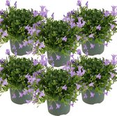 6x Campanula 'Ambella Lavender'- Klokjesbloem - Bodembedekker - Winterhard - ⌀10,5 cm - 15-20 cm