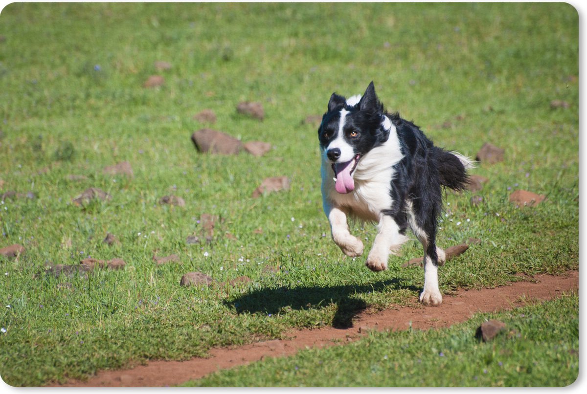 Muismat XXL 120x80 cm - Bureau onderlegger - Bureau mat Een actieve border collie die over het veld rent - Bureaumat - Gaming mousepad xl - Bureaulegger groot - Computer deskmat