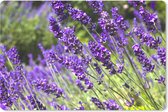 Muismat XXL - Bureau onderlegger - Bureau mat - Heldere paarse lavendel in de natuur - 90x60 cm - XXL muismat