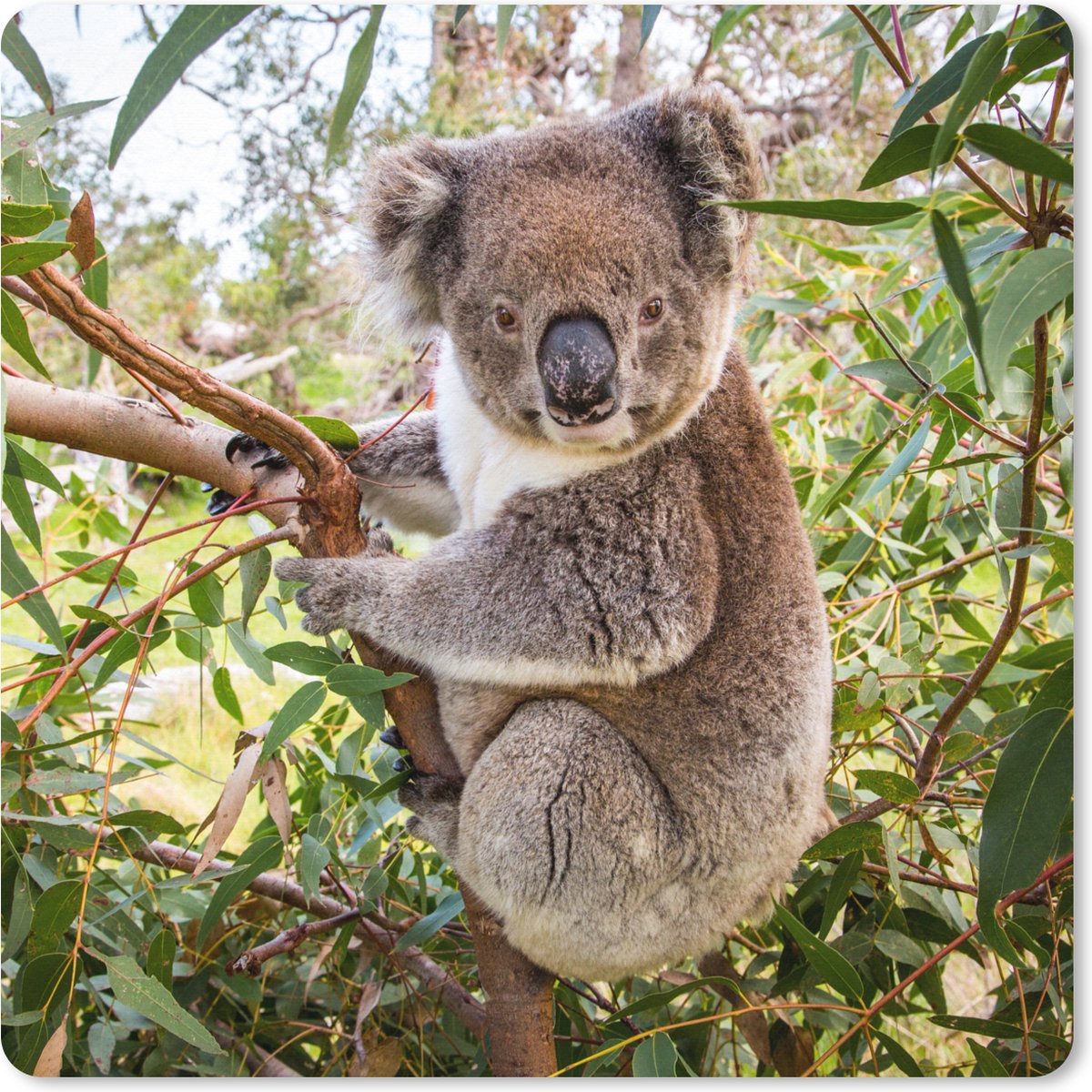 Muismat XXL 40x40 cm - Bureau onderlegger - Bureau mat Koala - Bladeren - Takken - Kinderen - Jongens - Meiden - Bureaumat - Gaming mousepad xl - Bureaulegger groot - Computer deskmat