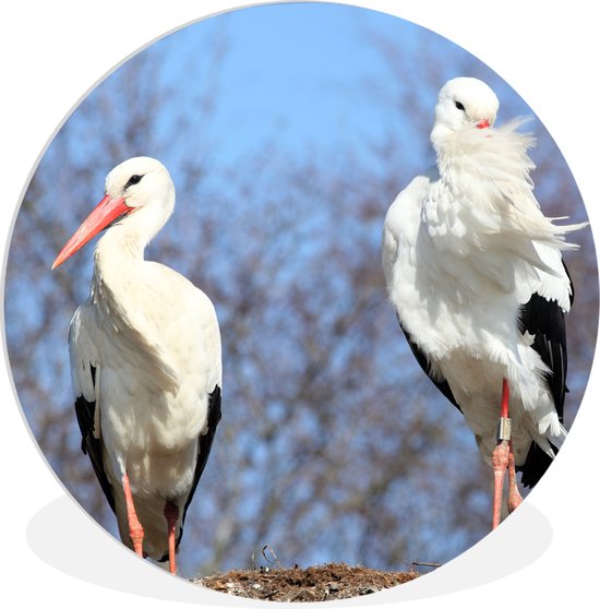 Deux belles cigognes dans leur nid Assiette en plastique cercle mural ⌀ 60 cm - impression photo sur cercle mural / cercle vivant (décoration murale)