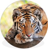 WallCircle - Wandcirkel ⌀ 60 - Jonge tijger ligt op een boomstam - Ronde schilderijen woonkamer - Wandbord rond - Muurdecoratie cirkel - Kamer decoratie binnen - Wanddecoratie muurcirkel - Woonaccessoires