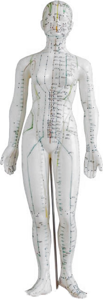 Acupunctuur model vrouwelijk - 48 cm - meridiaan pop voor traditionele Chinese geneeskunde