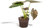 Alocasia Wentii Met mand - Olifantsoor - 65cm hoog , 19Ø - Kamerplant