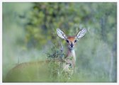 Poster Met Witte Lijst - Duiker Poster