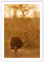 Poster Met Witte Lijst - Afrikaanse Struisvogel Poster