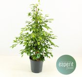 Kamerplant van Botanicly – Treurvijg – Hoogte: 95 cm – Ficus benjamina Anastasia