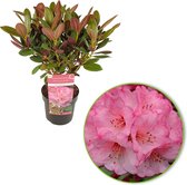 Rhododendron 'Wine & Roses' - Roze bloemen - Dubbelkleurig blad - Bloeiende struik - ↑ 30-40cm - Pot-Ø 19cm