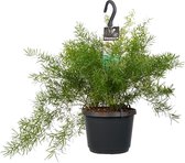 Hangplant – Super mooie hangplant voor binnen – Gezellig en knus plantje voor in huis – Leuk en origineel hangplantje als cadeau – Asparagus – Ø 17 cm – Hoogte 40 cm | Kamerplant