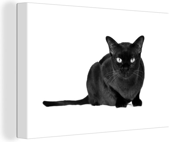 Canvas Schilderij Donkere Burmees kat op een witte achtergrond - zwart wit - 30x20 cm - Wanddecoratie