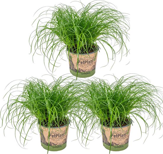 Cyperus 'Zumula' - Kattengras - Set van 3 - Kamerplant - Huisdiervriendelijke plant voor binnen - ⌀12 cm - 20-25 cm
