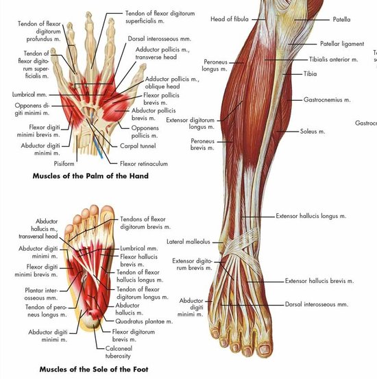 Le corps humain - poster anatomie muscles (anglais, papier, 50x67 cm)