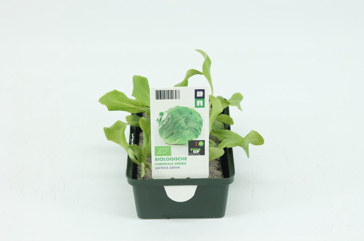 Tuin op tafel - Sla, IJsbergsla Groen