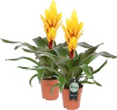 Breasy Bromelia Vriesea Intenso Yellow | tropisch bloeiende kamerplant| 2 stuks | Ø12cm |  35-50 cm