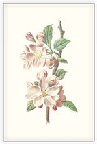 Clematis Armandii (Apple Blossom) - Foto op Akoestisch paneel - 100 x 150 cm