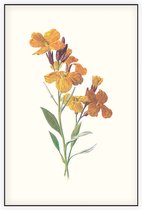 Muurbloempje (Wallflower) - Foto op Akoestisch paneel - 60 x 90 cm