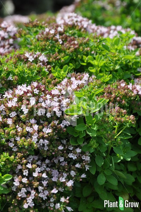 6x Oregano / Origanum vulgare Meerjarige/Vaste planten
