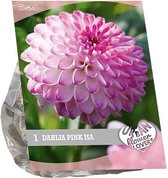 Baltus Urban Flowers Dahlia Pink Isa bloembol per 1