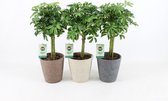 Kamerplanten van Botanicly – 3 × Schefflera Luseana – Hoogte: 40 cm