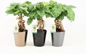 Kamerplanten van Botanicly – 3 × China Doll plant in keramische pot als set – Hoogte: 30 cm – Radermachera sinica